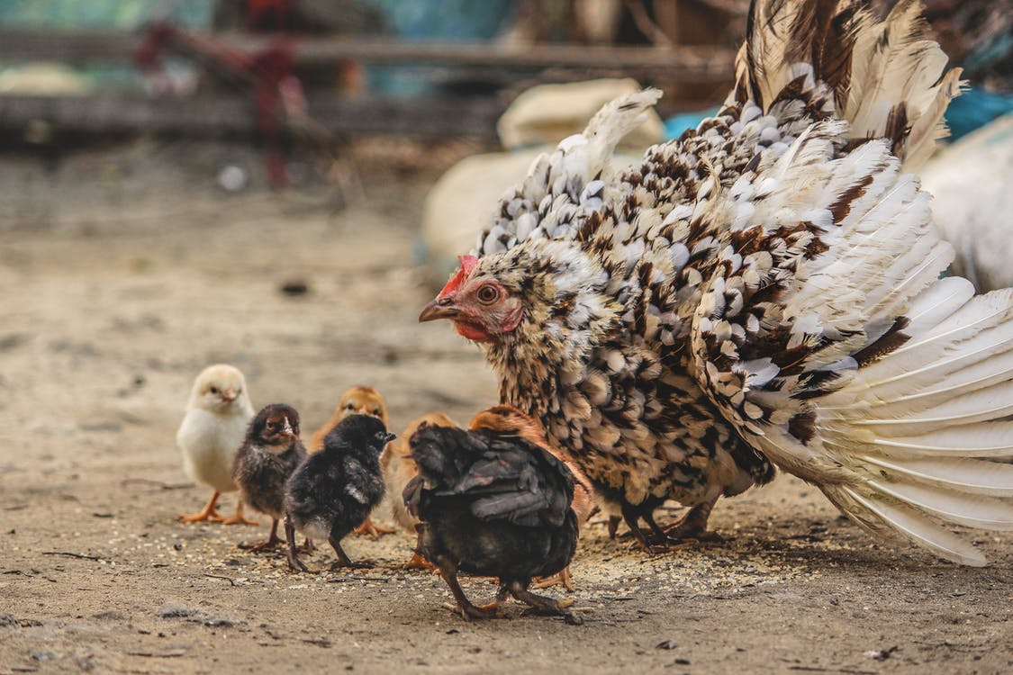 Sign stimuli in Turkey hens